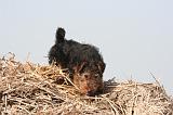 WELSH TERRIER 110